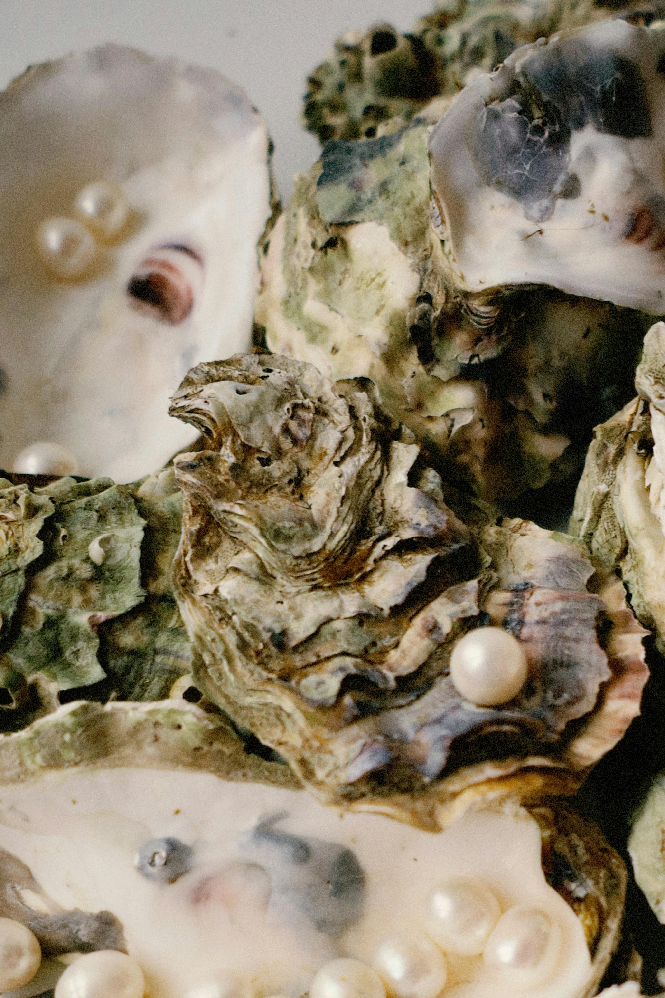 Elegant close-up of oyster shells showcasing lustrous pearls.