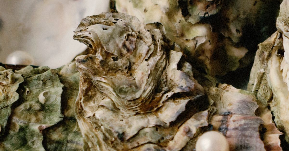 Oyster Shell Back Close-up of Oyster Shells with Pearls · Free Stock Photo