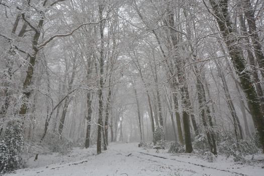 A tranquil snow-covered path through a deep winter forest creates a serene and peaceful atmosphere.