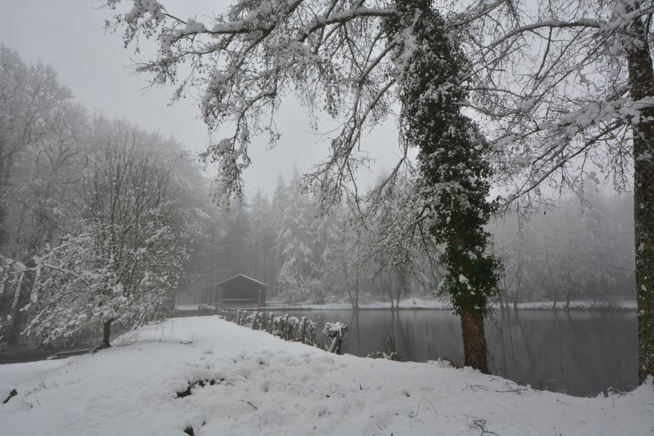 A serene winter scene featuring a snow-covered pond and trees.