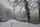 winter wonderland