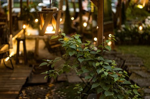 Free Warm garden lighting with green foliage in a cozy outdoor setting in Ho Chi Minh. Stock Photo