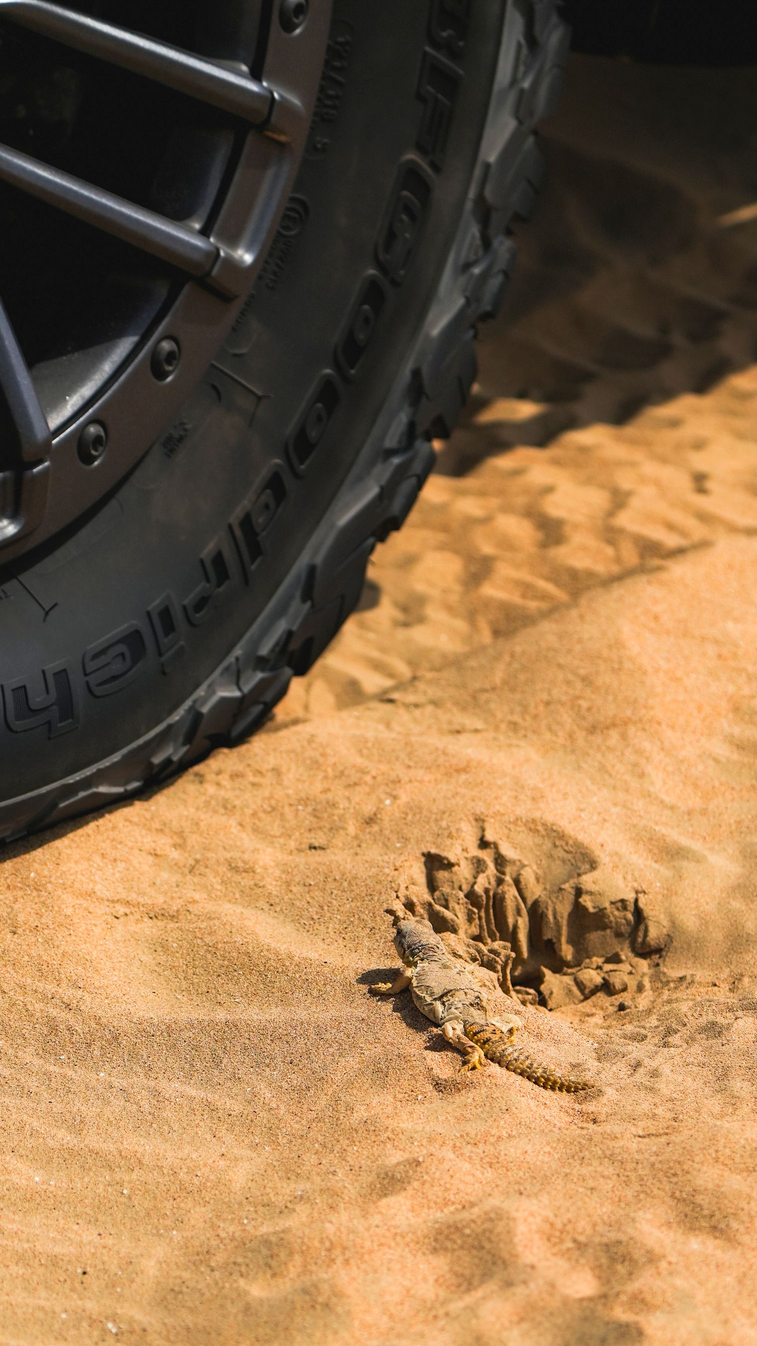 Lizard Sunbathing Near Off-Road Tire · Free Stock Photo