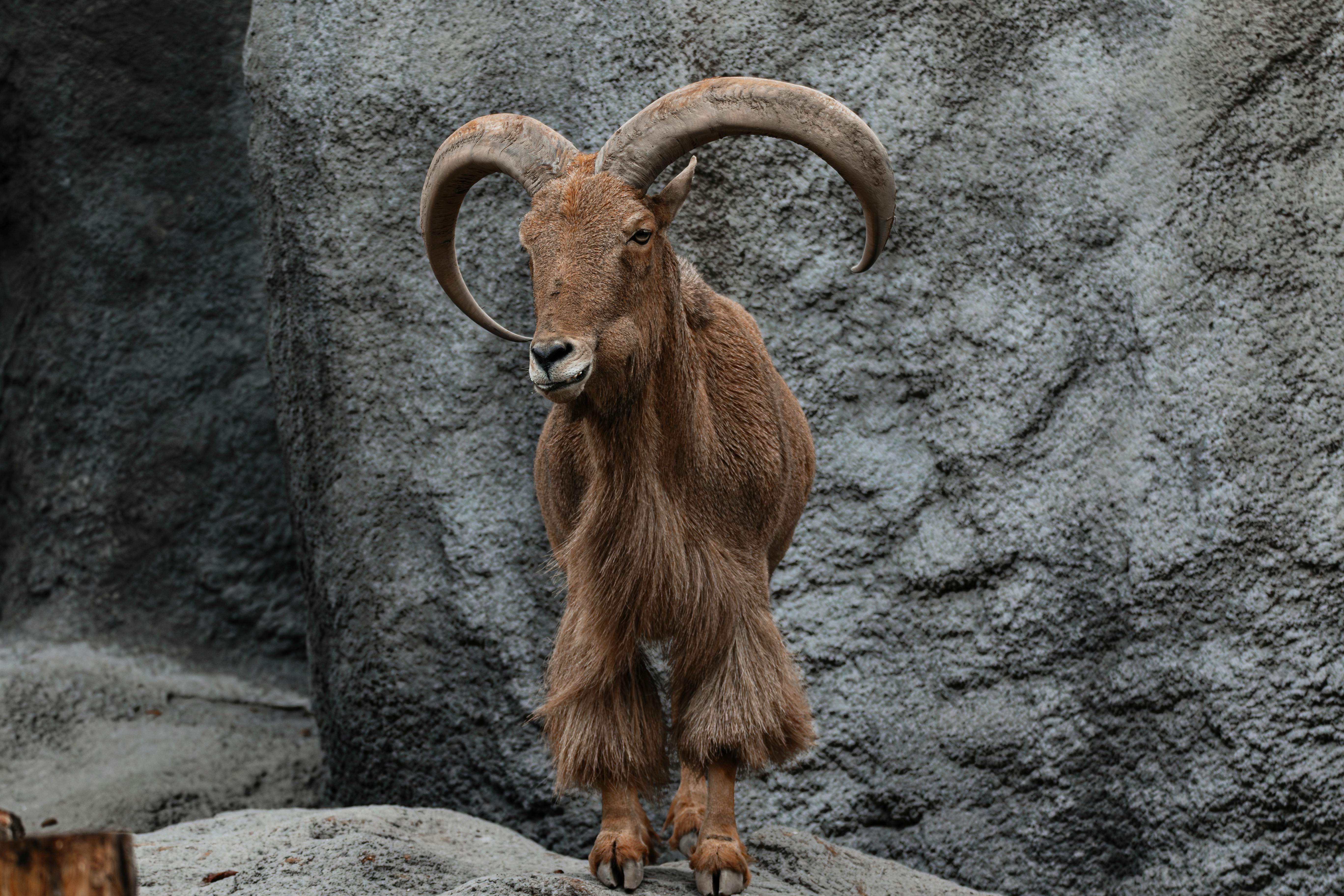 Big Horn Outdoor Adventure Show - Spokane and North Idaho community calendar - The Spokesman — Photo by Bálint Varga on Pexel