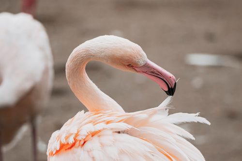 Free Detailed close-up of a flamingo preening its feathers, showcasing elegance and vibrant colors. Stock Photo