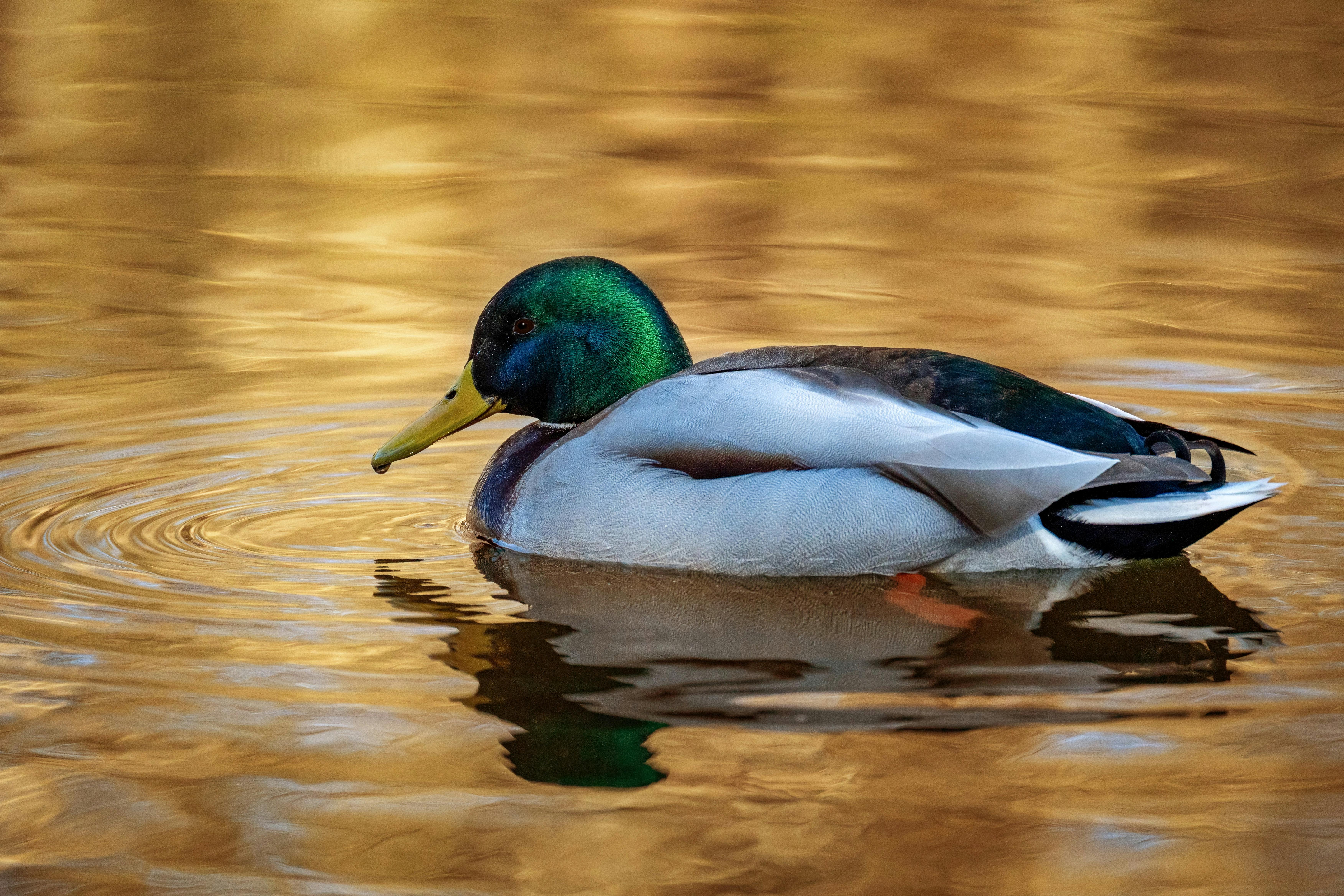 2012 Review of Drake Software — Drake Tax — Photo by Gundula Vogel on Pexels