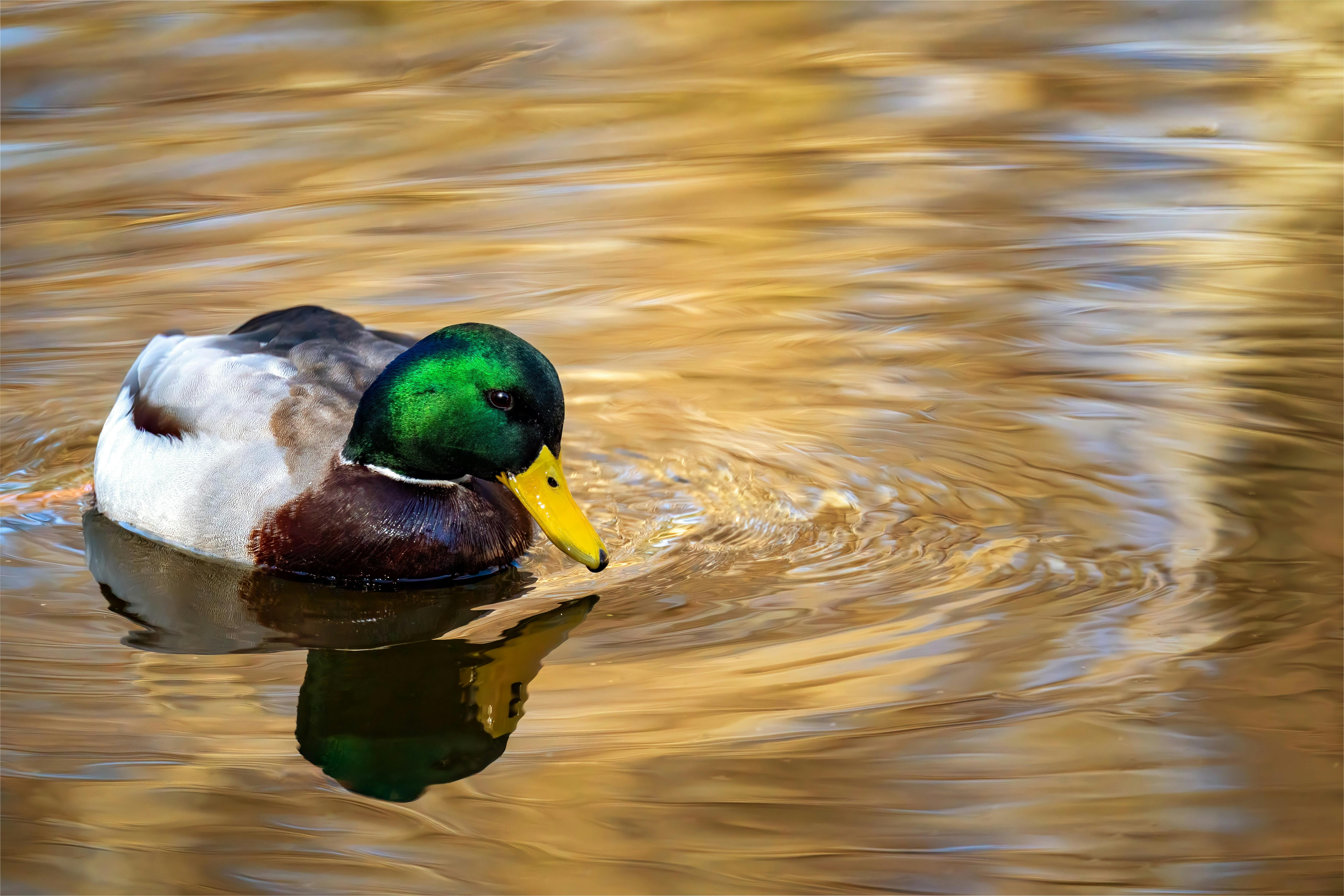 Duck Creek Launches Agentic Product Configurator to Accelerate Insurance Policy Product Implementation By 50% — Photo by Gund