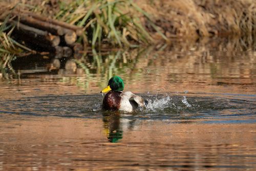 Free A beautiful male mallard duck splashes in a tranquil pond surrounded by nature. Stock Photo
