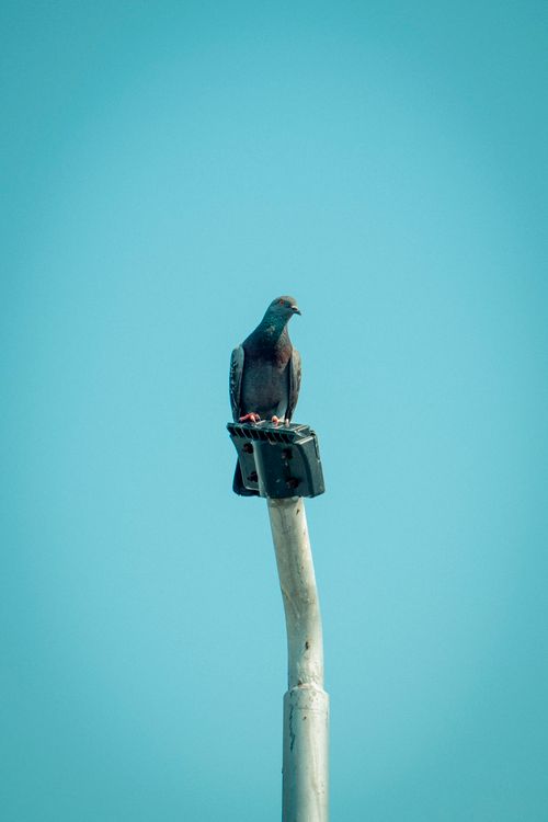 Free A lone pigeon perched on a streetlight with a clear blue sky background. Stock Photo