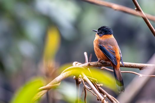 Close-up of a black-and-orange bird perched in a lush, natural setting, exuding tranquility and beauty.