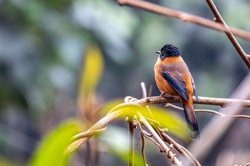 Free Vibrant bird with striking plumage sitting on a branch amidst lush greenery. Stock Photo