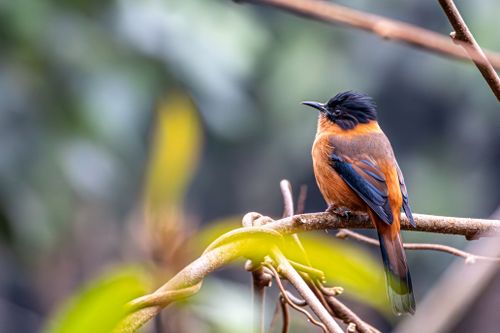 Free Close-up of a vibrant paradise flycatcher perched on a branch in natural habitat. Stock Photo