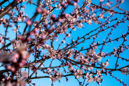 Close-up view of cherry blossoms blooming on tree branches with a bright blue sky background.