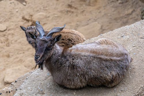 Free Two wild goats resting on a rocky terrain, displaying their distinct curved horns. Outdoors setting. Stock Photo