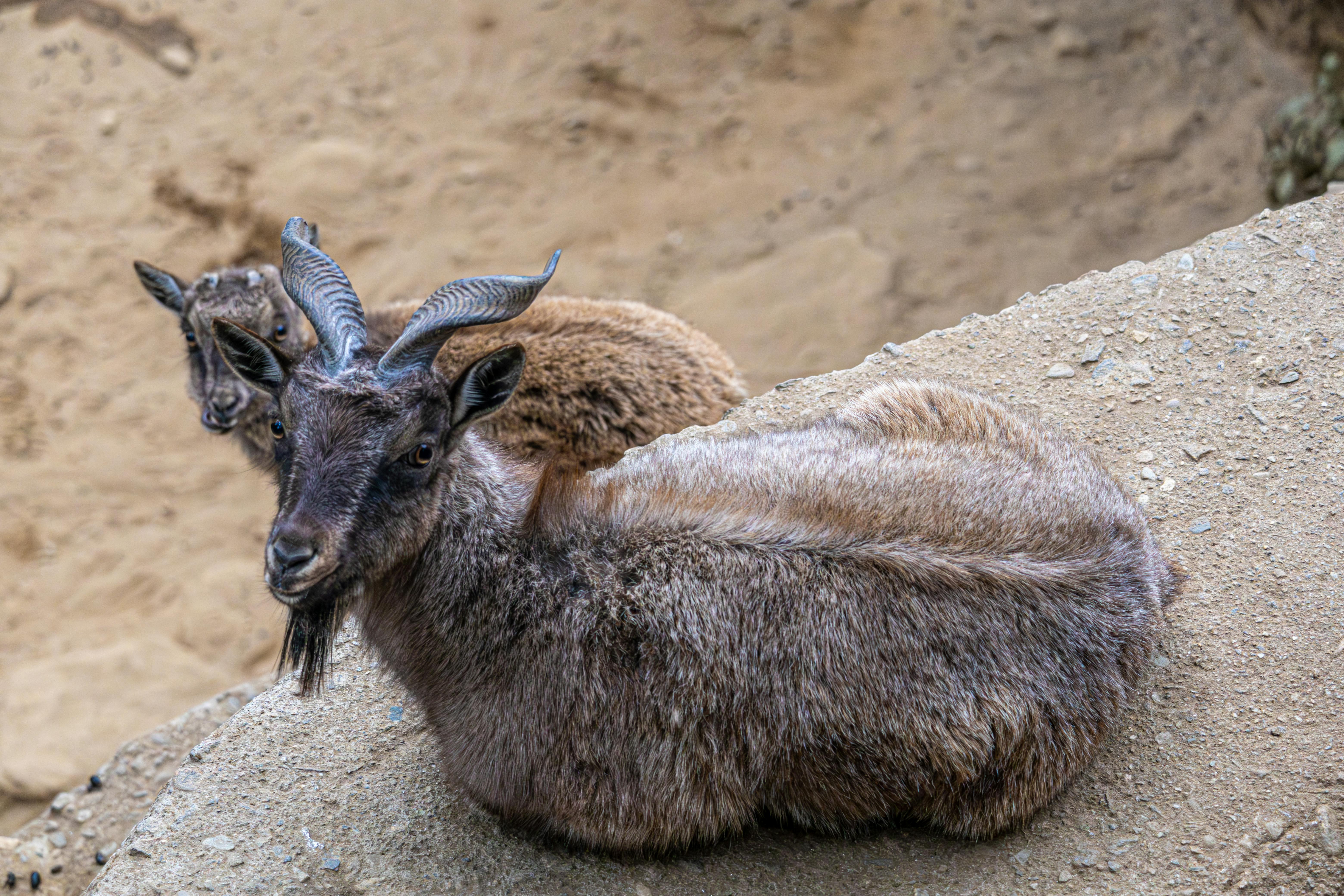 Gratuit Photos gratuites de adaptation animale, animaux, animaux à cornes Photos