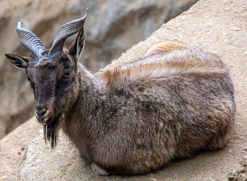 Free Close-up of a Himalayan goat resting on a rocky surface, showcasing its distinctive horns and fur. Stock Photo