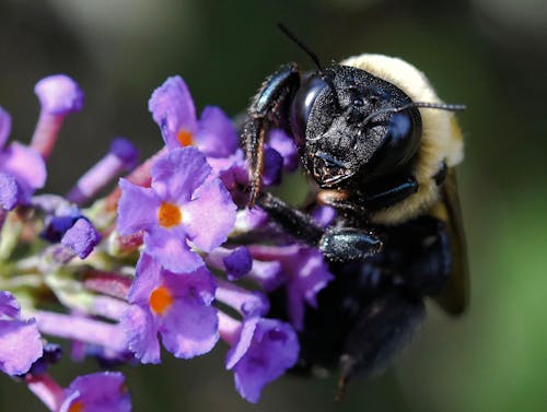 böcek, doğa, yaban arısı içeren Ücretsiz stok fotoğraf