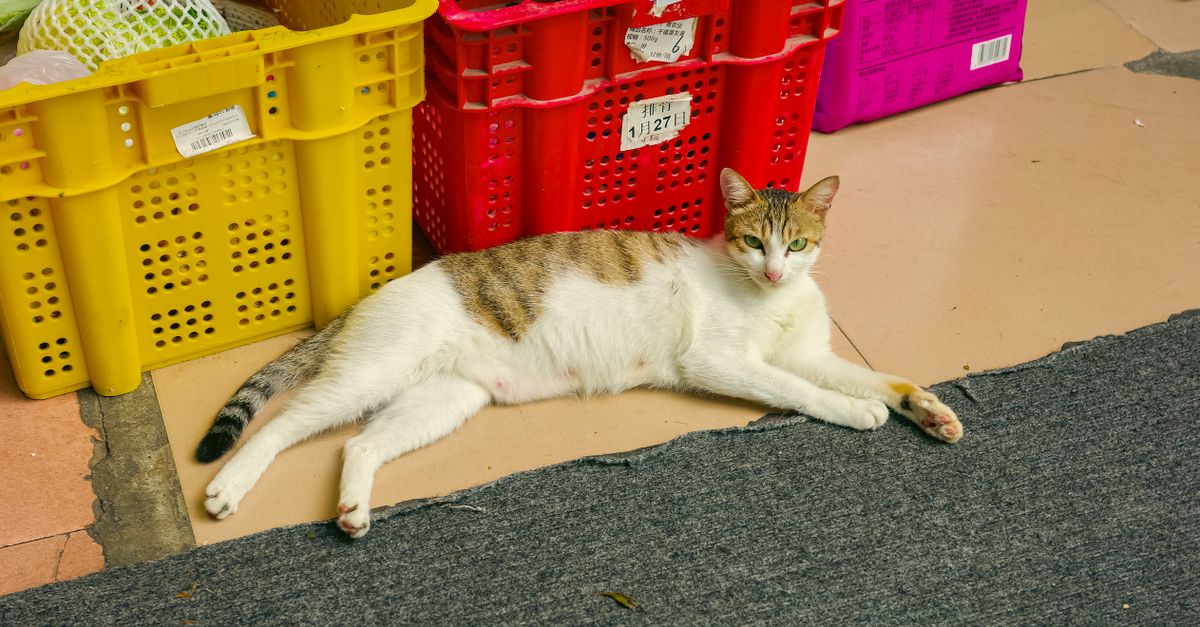 Foto de 3 Américas Veterinária e Pet Shop