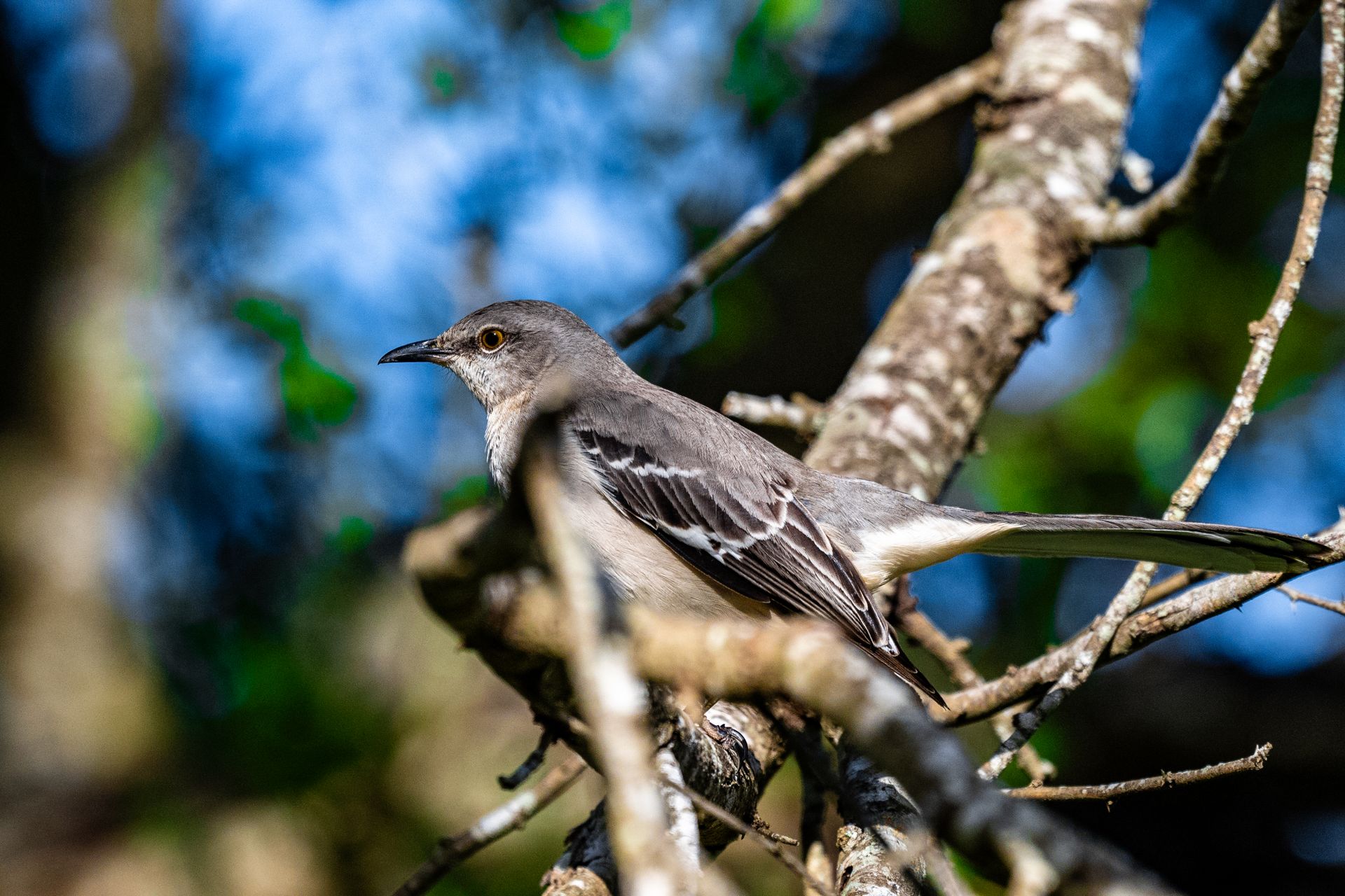 Close-up of a Northern Mockingbird perched on a branch in Brownsville, Texas.