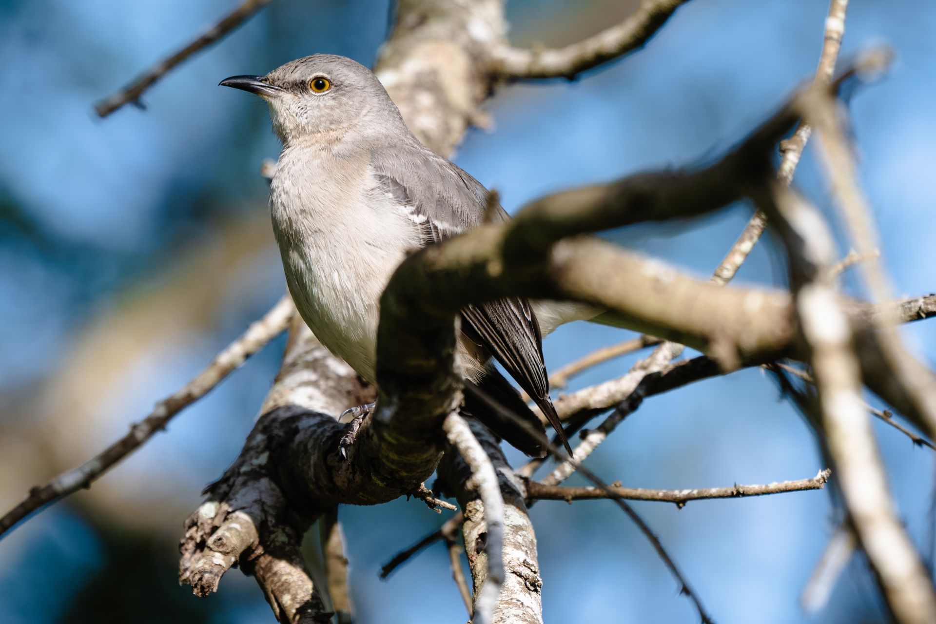 Close-up of a Northern Mockingbird perched on a branch in Brownsville, Texas