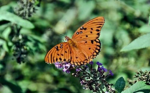 Free stock photo of butterflies, butterfly on a flower, nature Stock Photo
