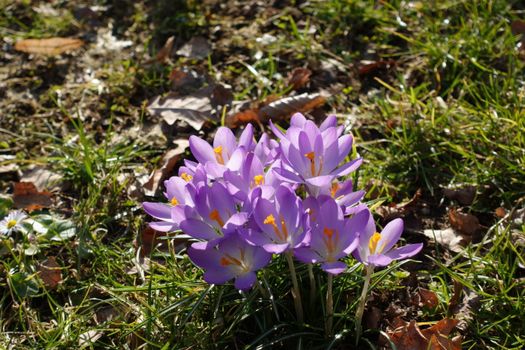 Beautiful purple crocuses blooming in a sunny spring meadow in Berlin, showcasing nature's vibrant colors.