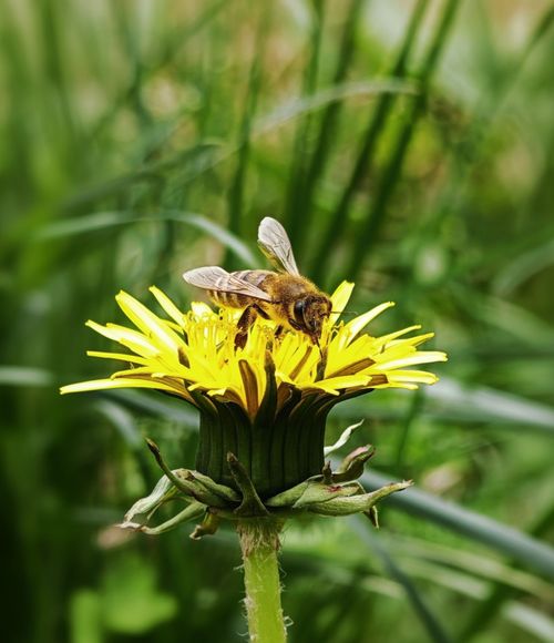 Free Close-up of a honeybee collecting nectar from a vibrant yellow dandelion flower. Stock Photo