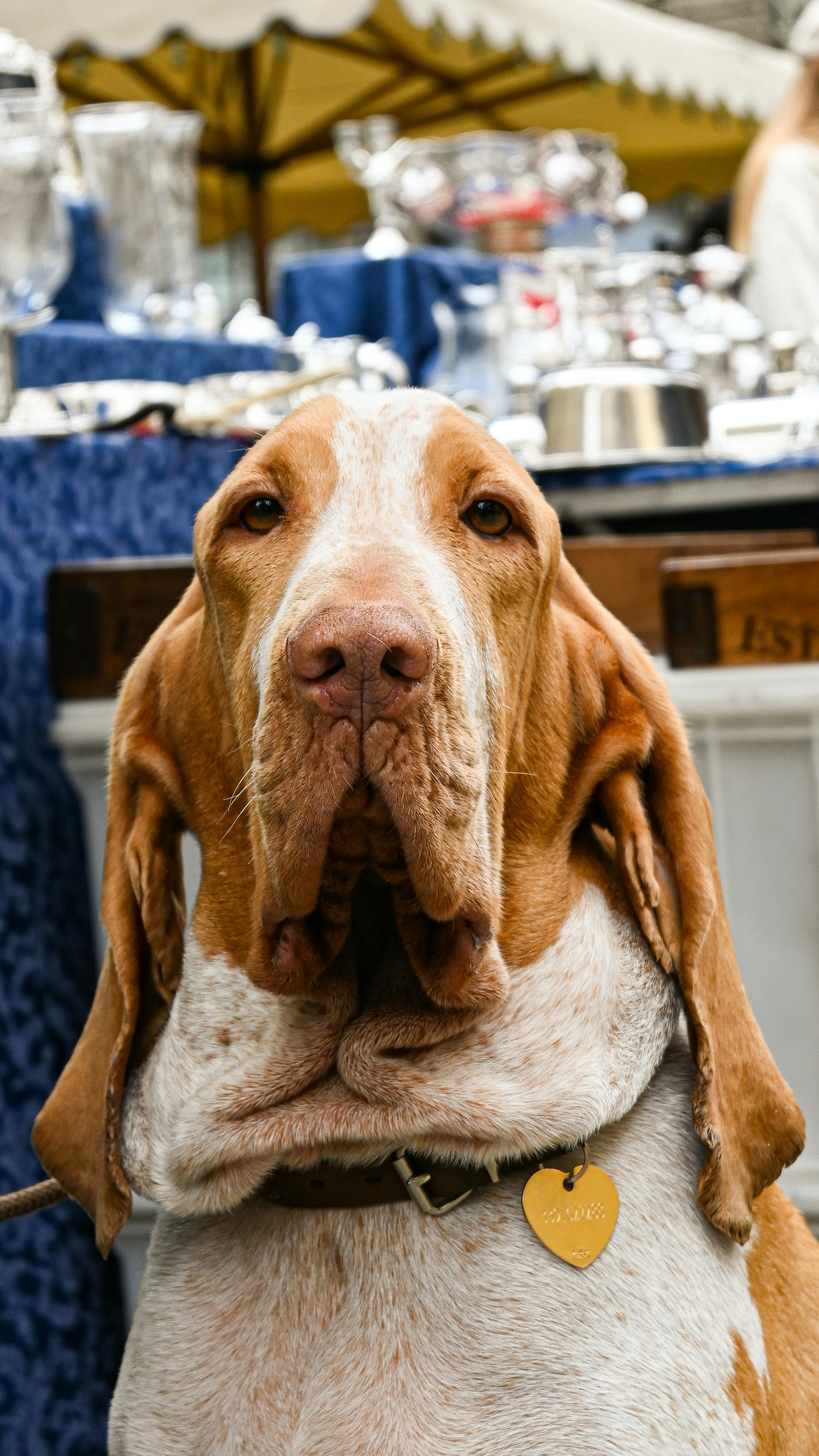Gratis lagerfoto af afslappende dag, årgang, Bassethund Lagerfoto