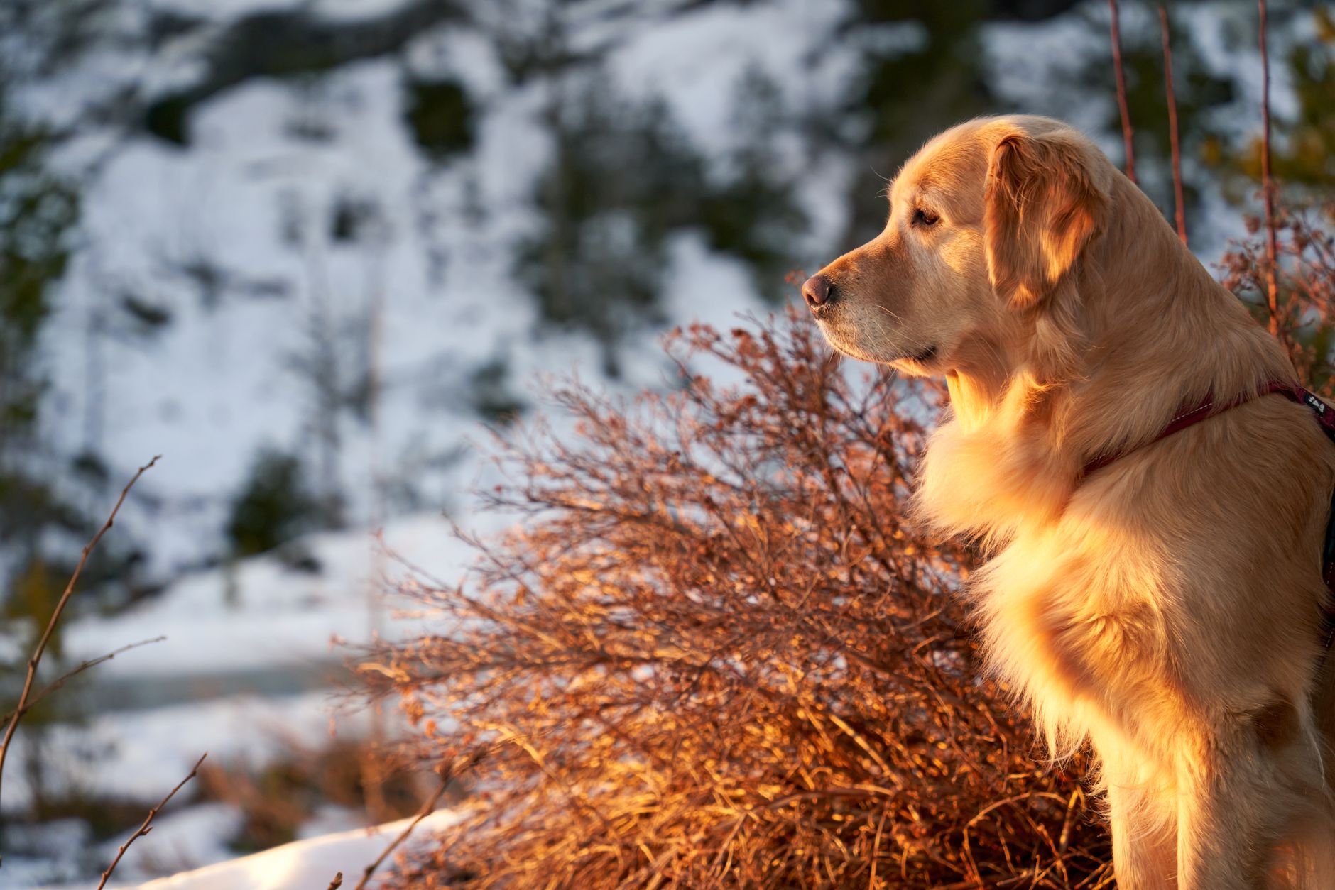 A golden retriever basking in the warm sunlight amidst snowy Norwegian landscape.