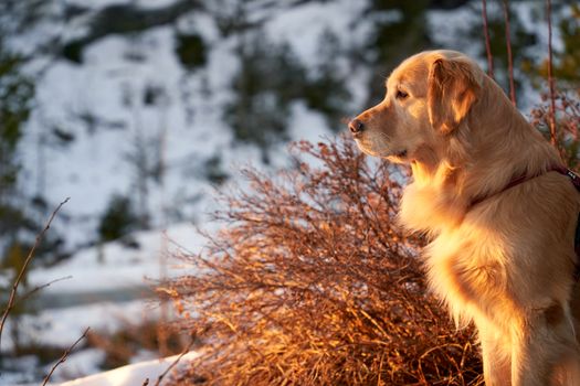 A golden retriever basking in the warm sunlight amidst snowy Norwegian landscape.