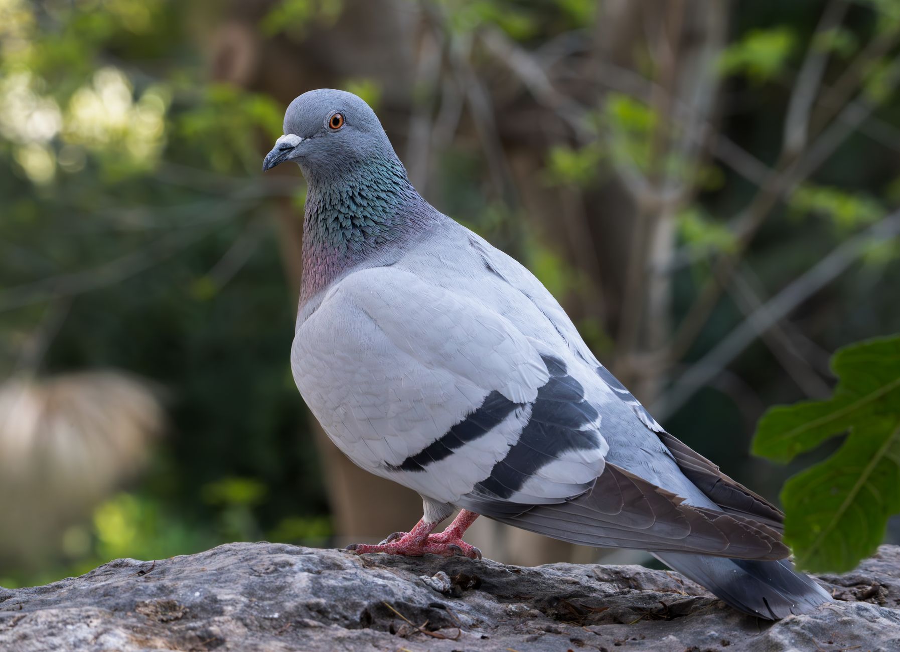 Close-up of a rock dove with iridescent feathers on a natural rock outdoors.