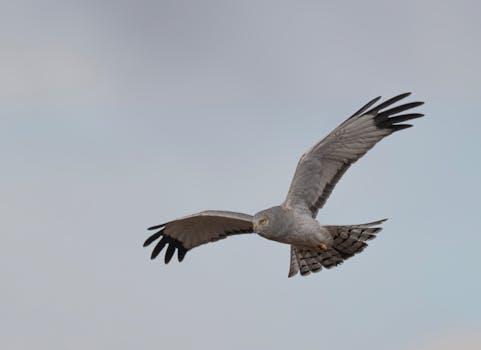 Captivating image of a Northern Harrier soaring gracefully in the skies over Quincy, Washington.