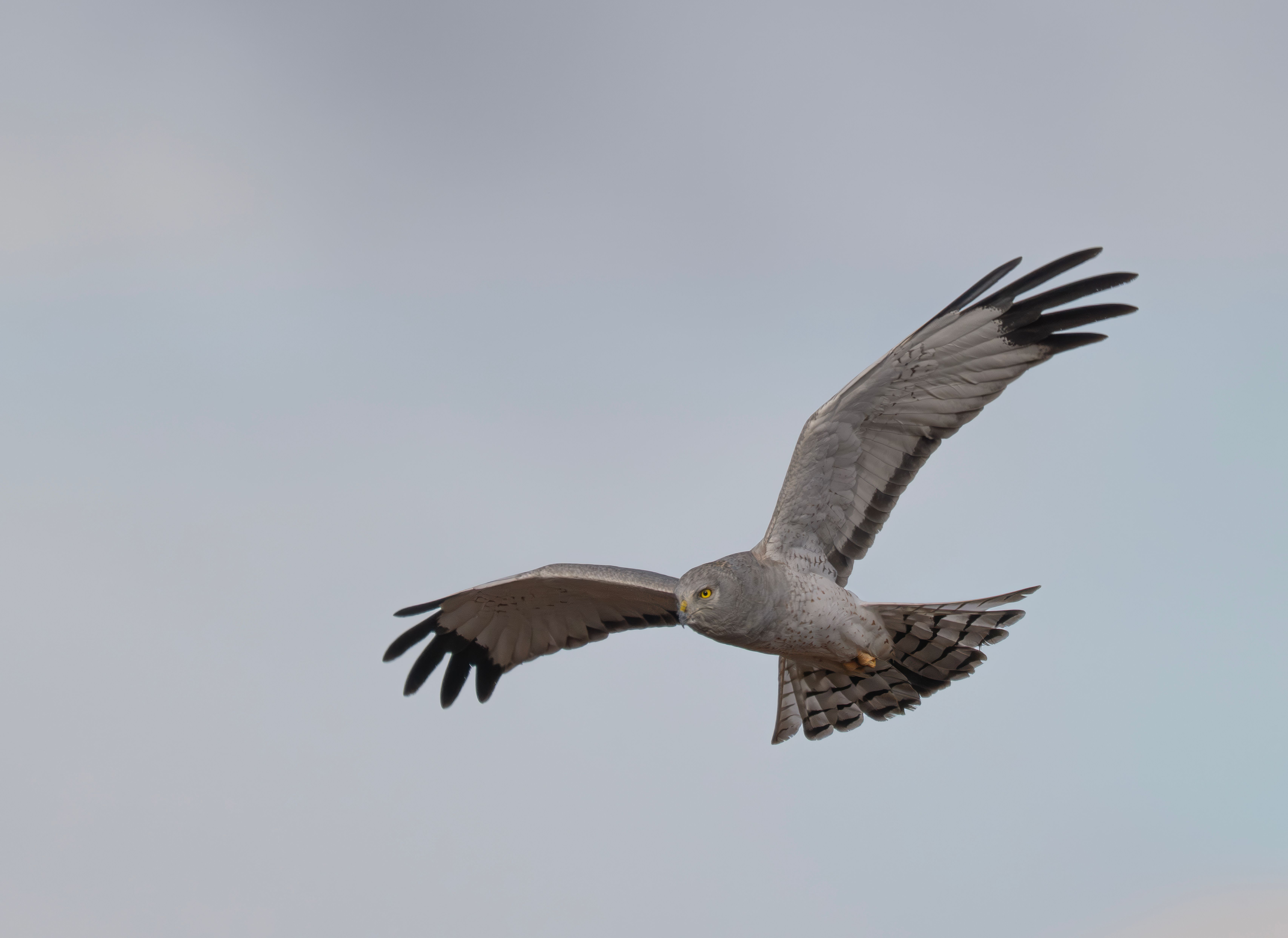 Δωρεάν Σαγηνευτική εικόνα ενός North Harrier που πετάει με χάρη στον ουρανό πάνω από το Quincy της Ουάσιγκτον. Φωτογραφία από στοκ φωτογραφιών