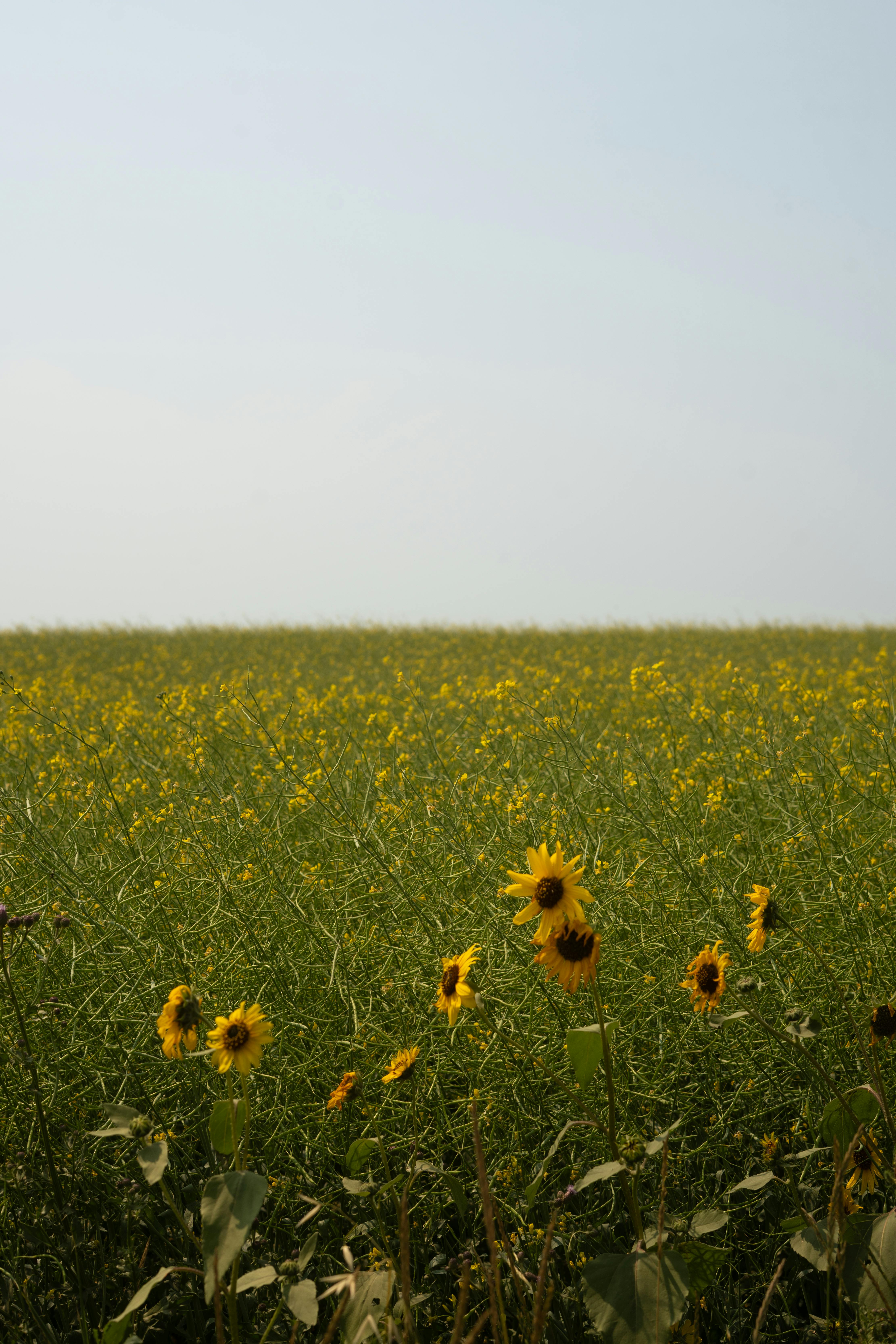 A vast sunflower field with yellow blooms under a clear blue sky, showcasing summer's natural beauty.