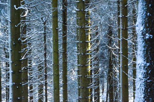 Free Serene forest with snow-covered tree trunks creating a tranquil winter landscape. Stock Photo