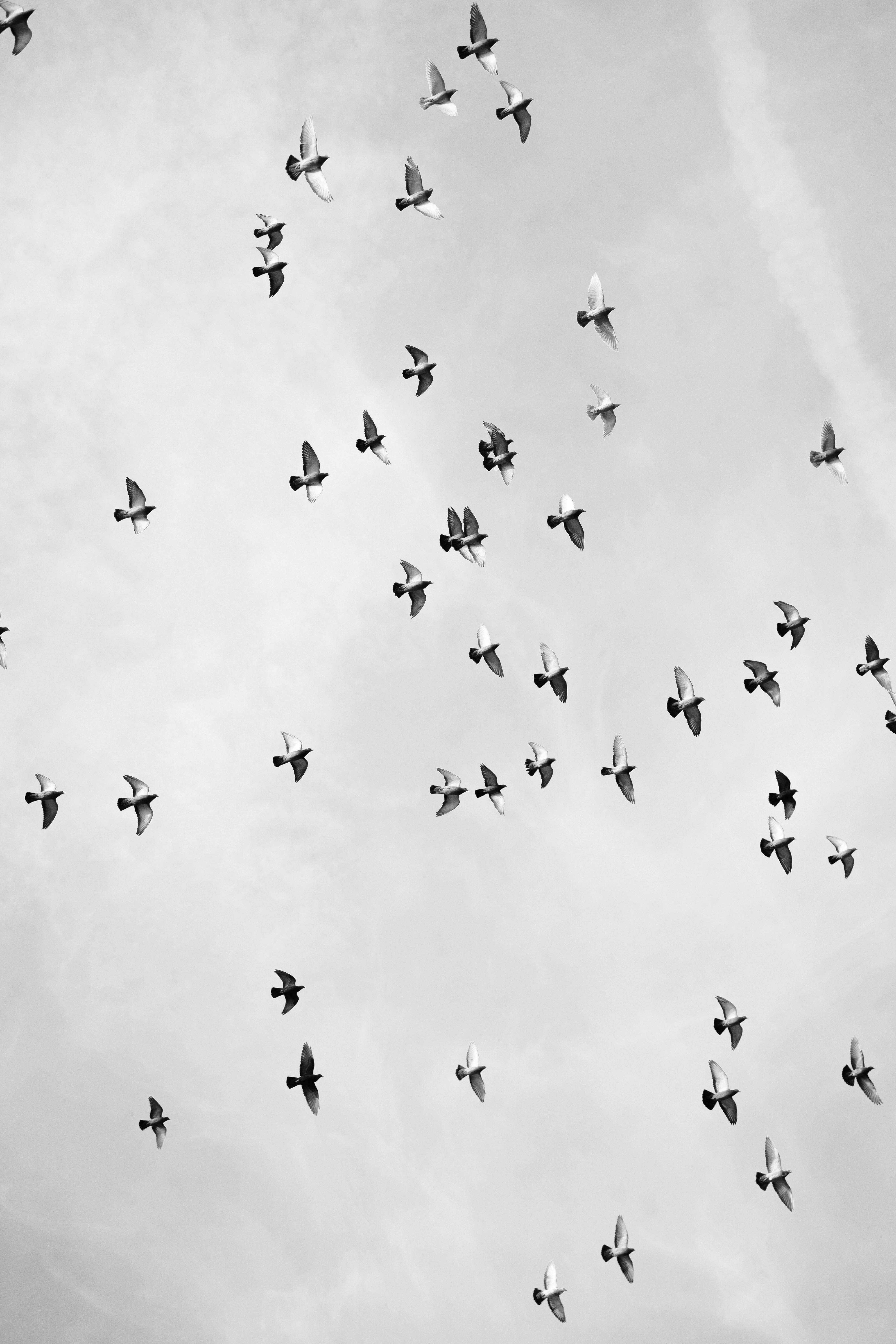 A dramatic black and white photo capturing a flock of birds soaring in the sky.
