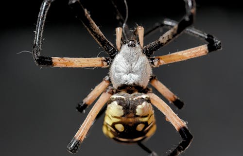 Free stock photo of arachnid, spider Stock Photo