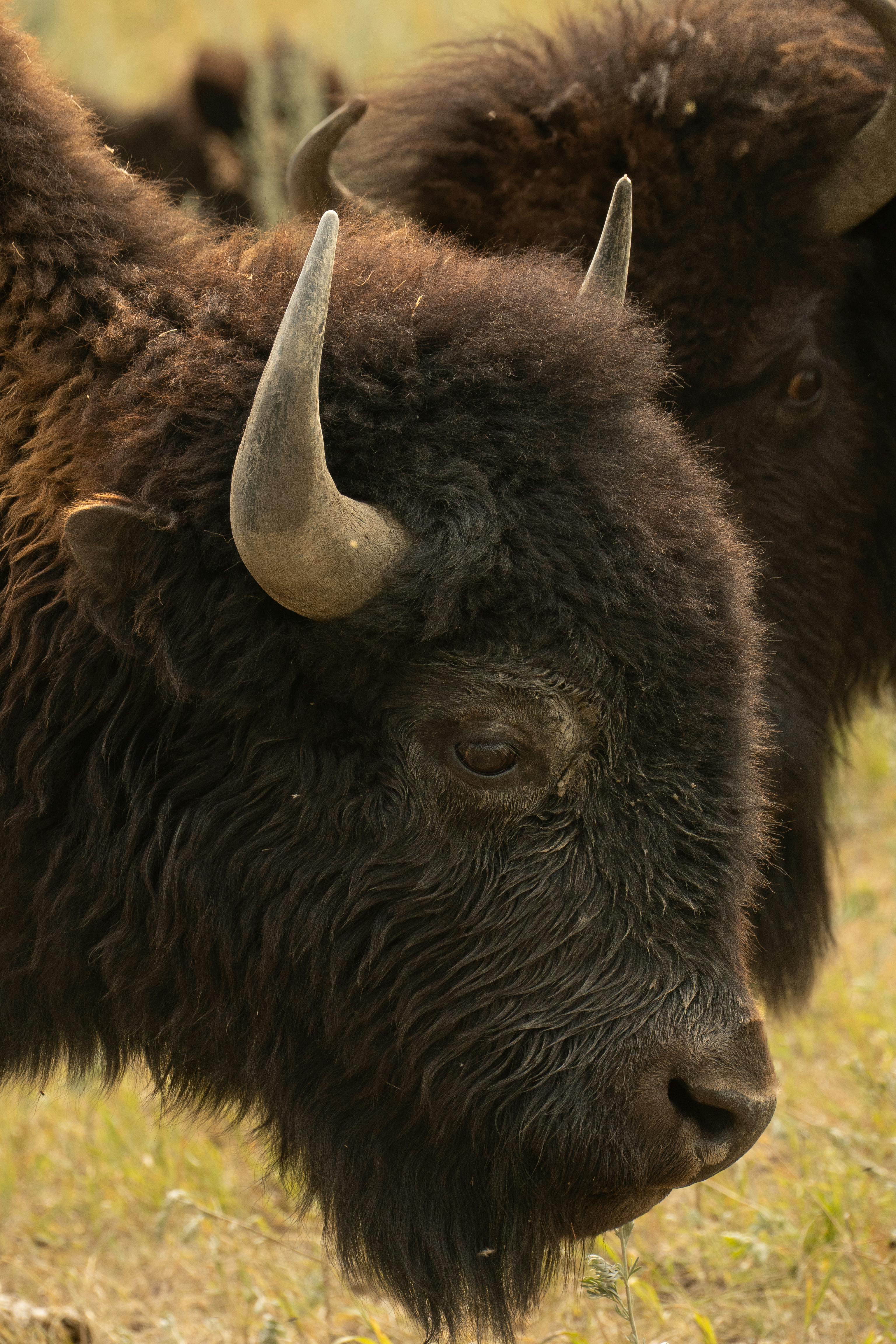 Gratuit Portrait en gros plan d'un bison broutant dans son habitat naturel sous la lumière du soleil. Photos