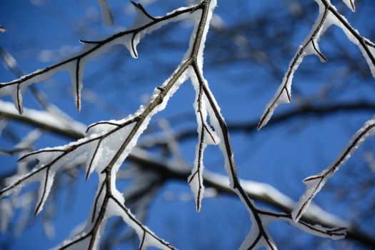 Close-up of snow-covered branches, highlighting winter's beauty against a vibrant blue sky.
