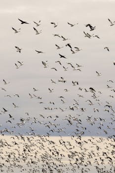 A large flock of birds migrating against a cloudy sky, capturing the beauty of nature.