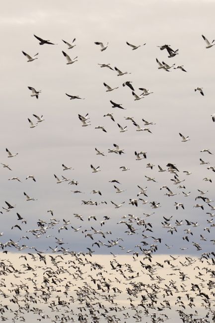 A large flock of birds migrating against a cloudy sky, capturing the beauty of nature.