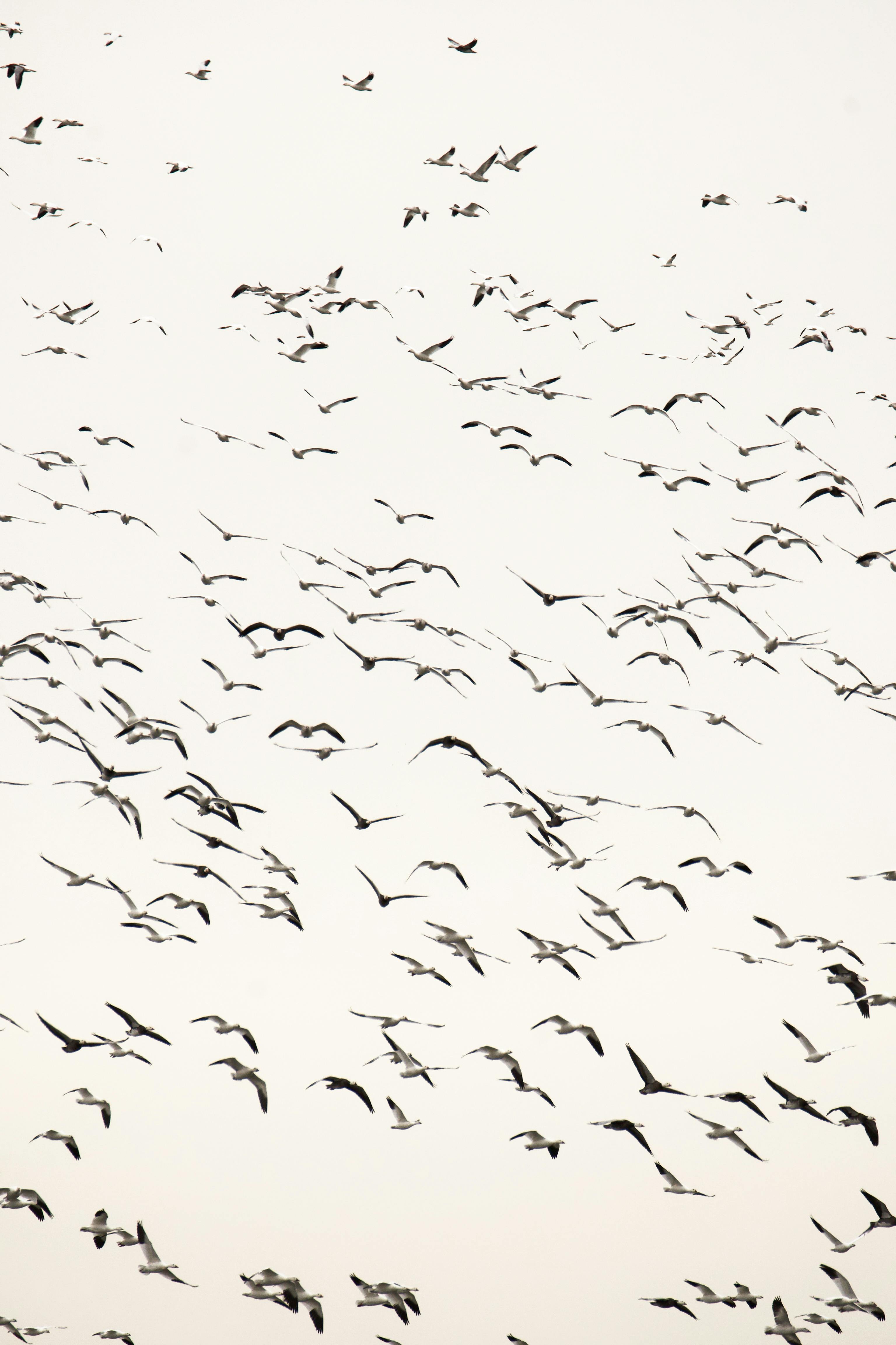 Silhouettes of a large flock of birds flying in the sky, illustrating synchronization and natural beauty.