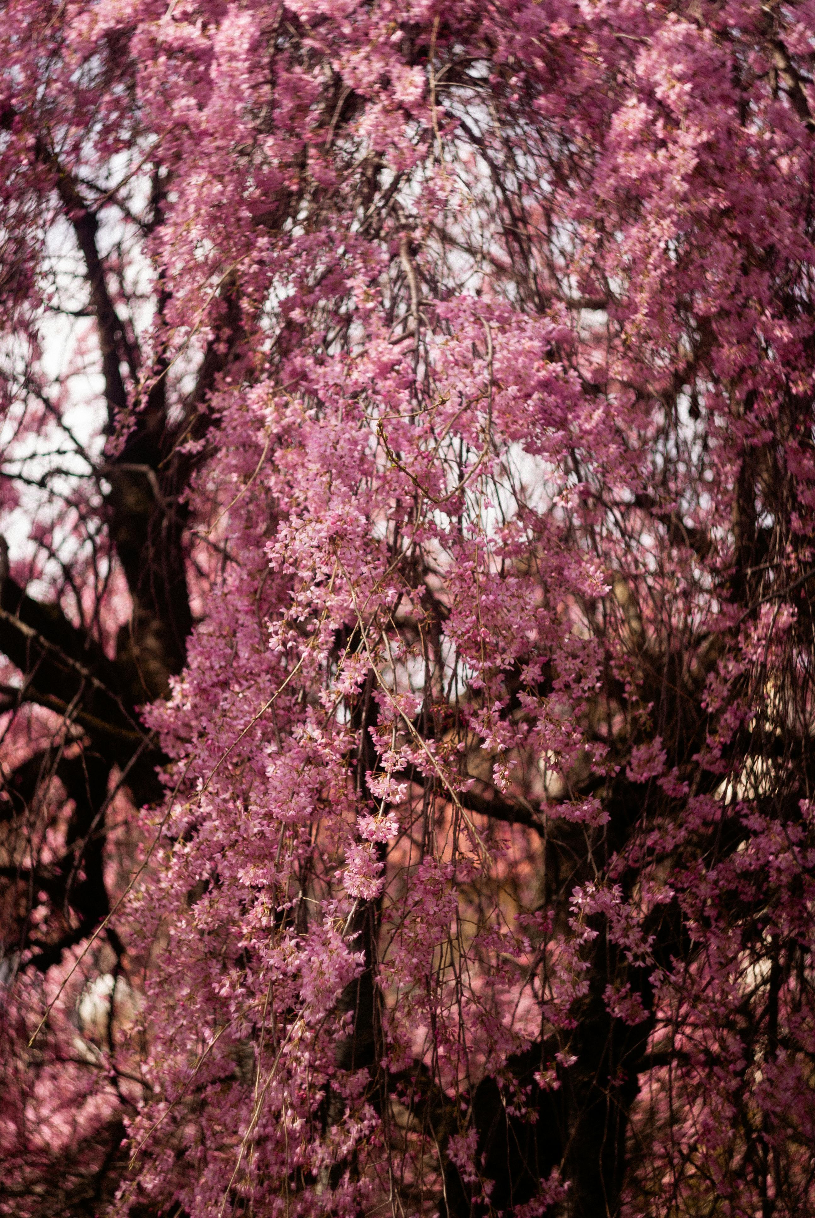 80,000+ Best Kari+lake+tits Photos · 100% Free Download · Pexels Stock