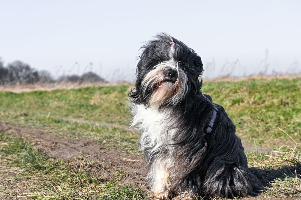 Tibetan Terrier, photo 3
