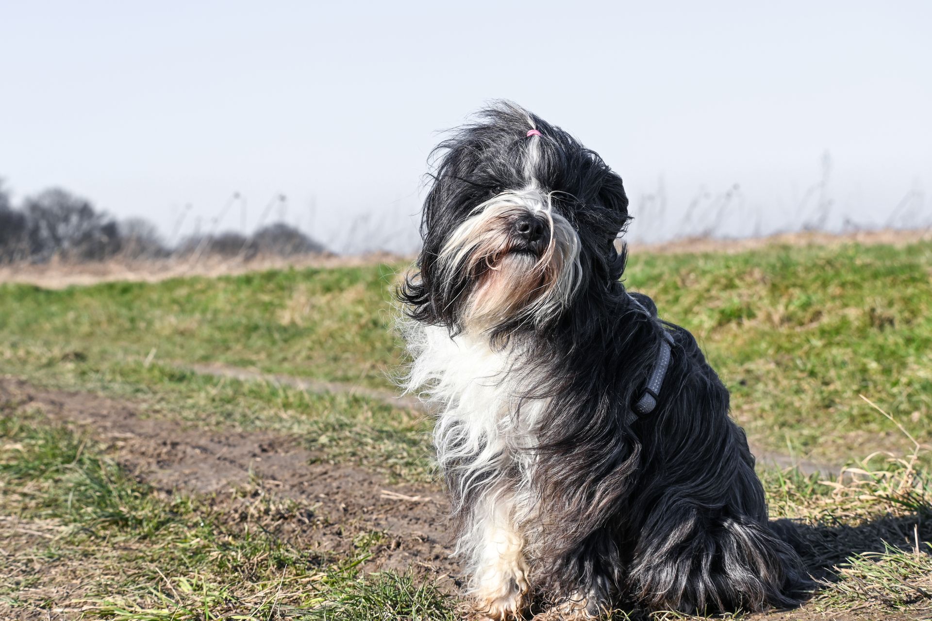 A Tibetan Terrier