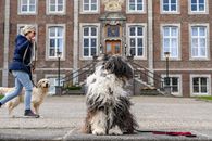 A Shih Tzu sits in front of a historic building in Sittard, Netherlands, with a woman walking a Golden Retriever nearby.
