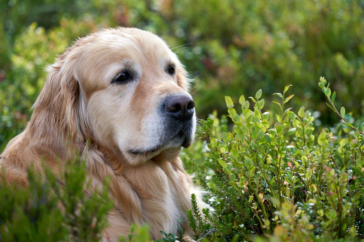The Complete Guide to Caring for Senior Dogs (7+): Health, Nutrition, Exercise & Love