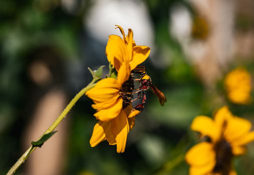 A vibrant image showcasing a bee pollinating a sunflower in Thailand. Perfect for nature themes.