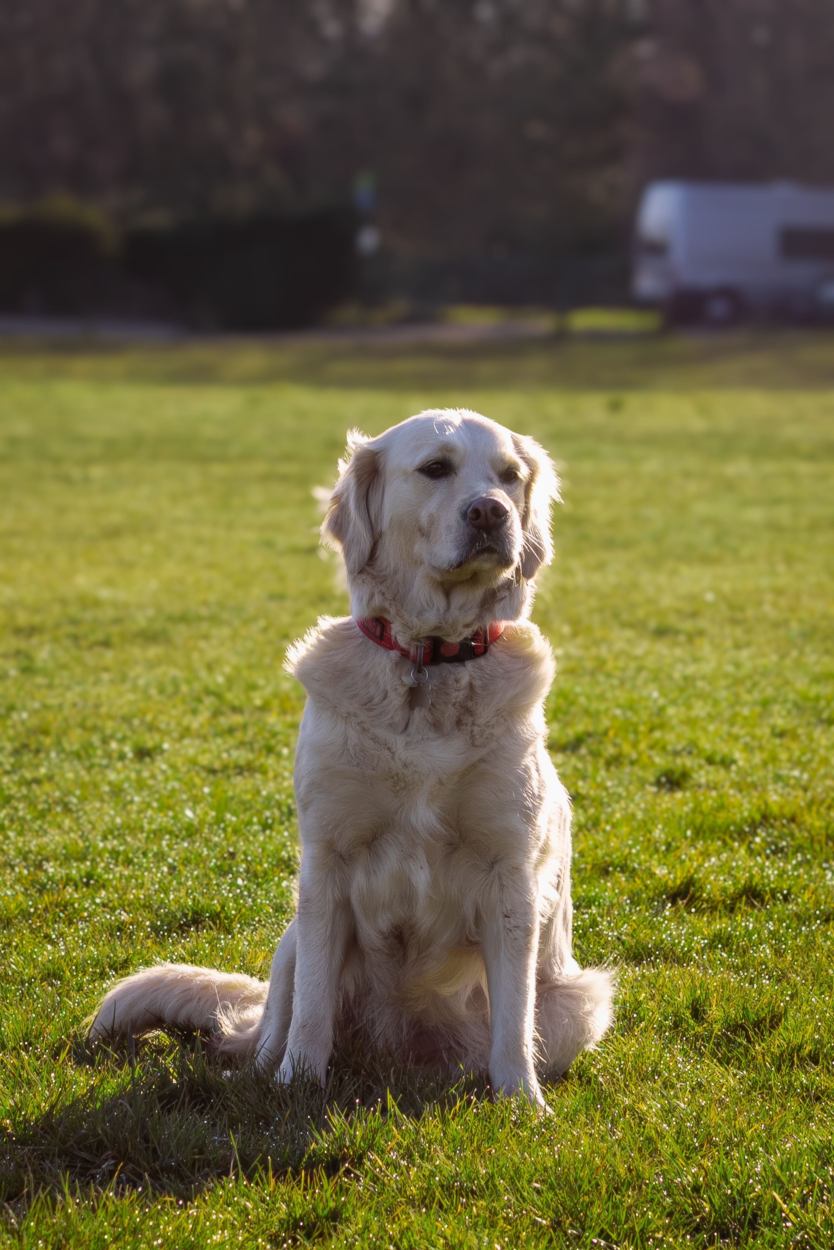 Golden Retriever Sitting on Grass in Sunlight · Free Stock Photo