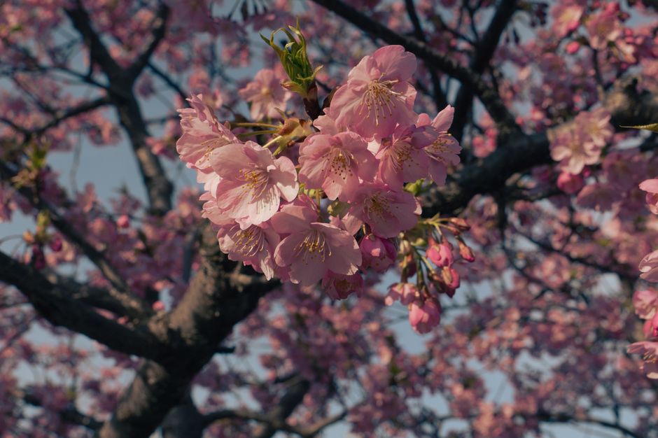 7 Best Cherry Blossom Day Trips from Tokyo (2026)